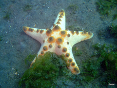 Protoreaster nodosus