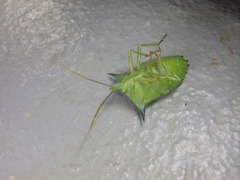 Biprorulus bibax