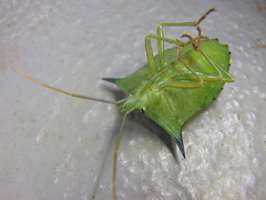 Biprorulus bibax