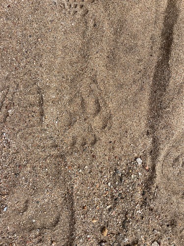 Mountain Lion Tracks – Naturetracking