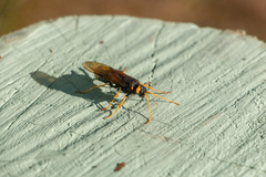Urocerus gigas