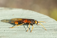 Urocerus gigas