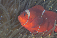 Amphiprion biaculeatus