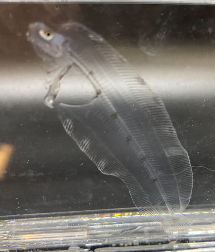 Rex-tong (Glyptocephalus zachirus) — Pleuronectidae — 4