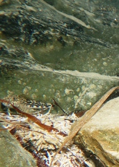 Lepidoblennius marmoratus
