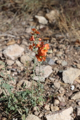author not stated, no rights reserved Sphaeralcea incana, photograph author not stated, no rights reserved