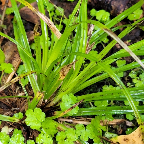 Chatham Island Bastard Grass (Carex auceps)