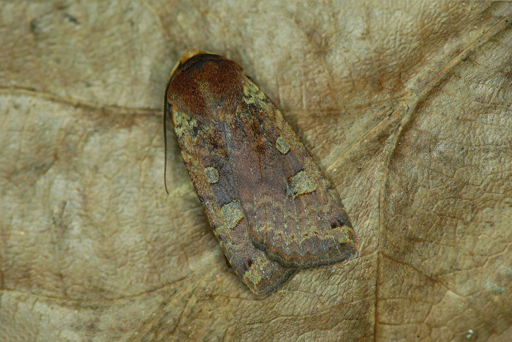 Red-headed Chestnut, photo 1 of 10