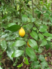 Ebenaceae