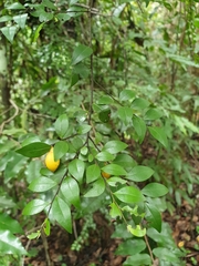 Ebenaceae