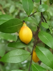 Ebenaceae
