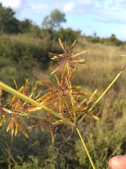 Cyperus pelophilus