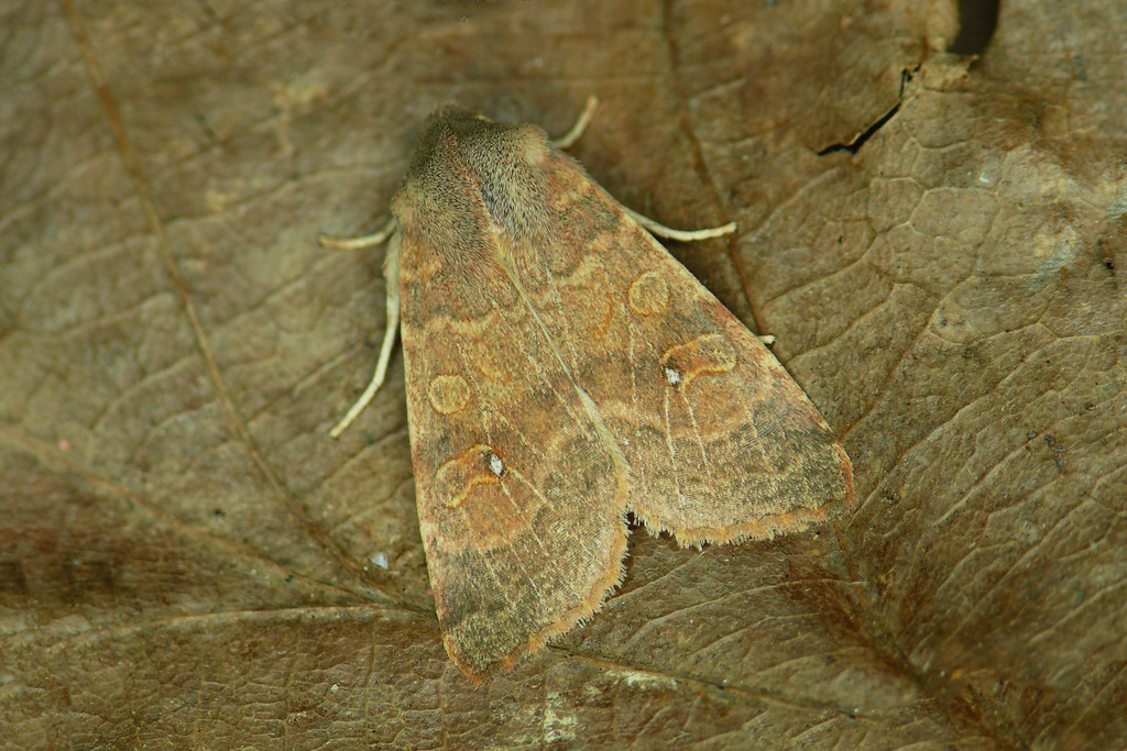 Pale-lemon Sallow