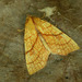 Orange Sallow - Photo (c) Michał Brzeziński, some rights reserved (CC BY-NC), uploaded by Michał Brzeziński