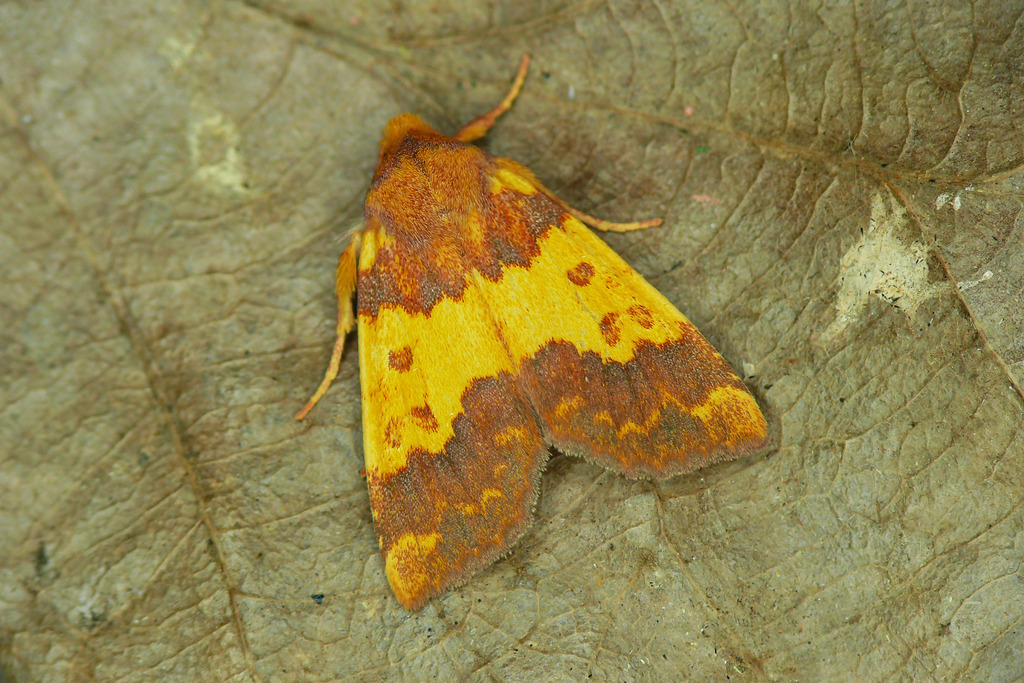 Barred Sallow