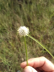 Cyperus cristatus