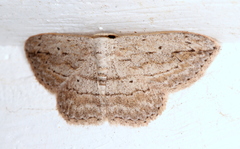Scopula desita