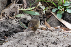 Sericornis frontalis