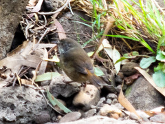 Sericornis frontalis