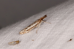 Anaclastis apicistrigellus
