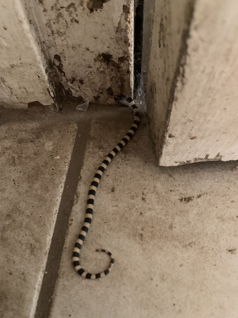 Mosauer’s Ground Snake