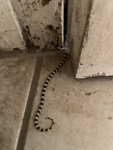 Mosauer’s Ground Snake