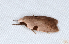 Zonopetala quadripustulella