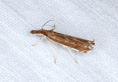 Anaclastis apicistrigellus