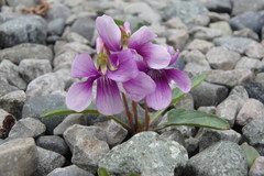 Viola mandshurica