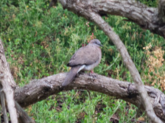 Streptopelia chinensis