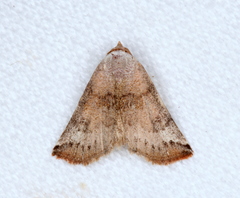 Mataeomera mesotaenia