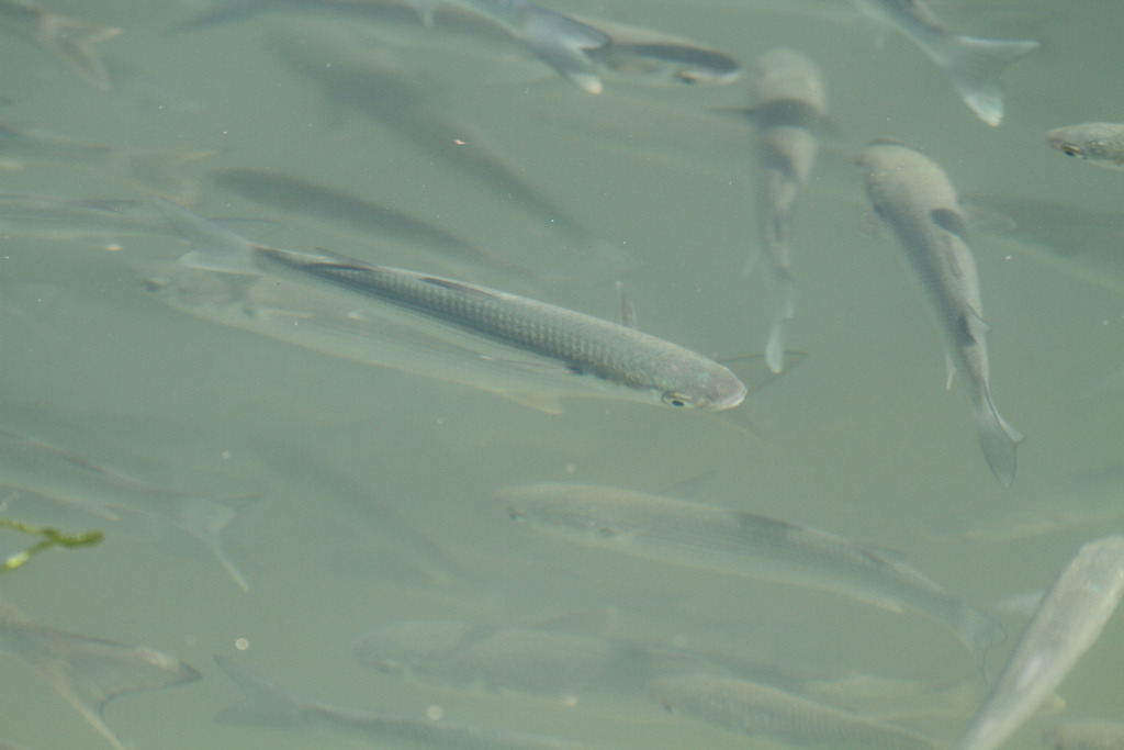 Thinlip Grey Mullet