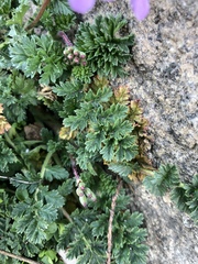 Erodium cicutarium