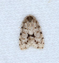 Thallarcha macilenta