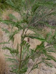 Acacia mearnsii