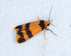 Stenoscaptia venusta