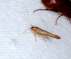 Glaphyristis marmarea