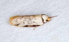 Philobota thiocrossa