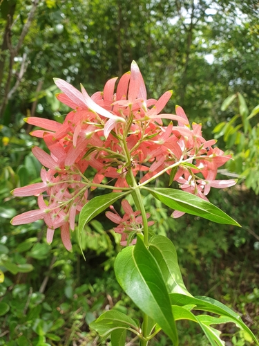 Paracarphalea kirondron image