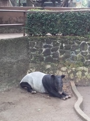 Tapirus indicus