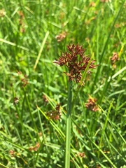 Cyperus denudatus