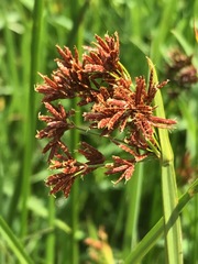 Cyperus denudatus