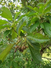 Bremeria pervillei