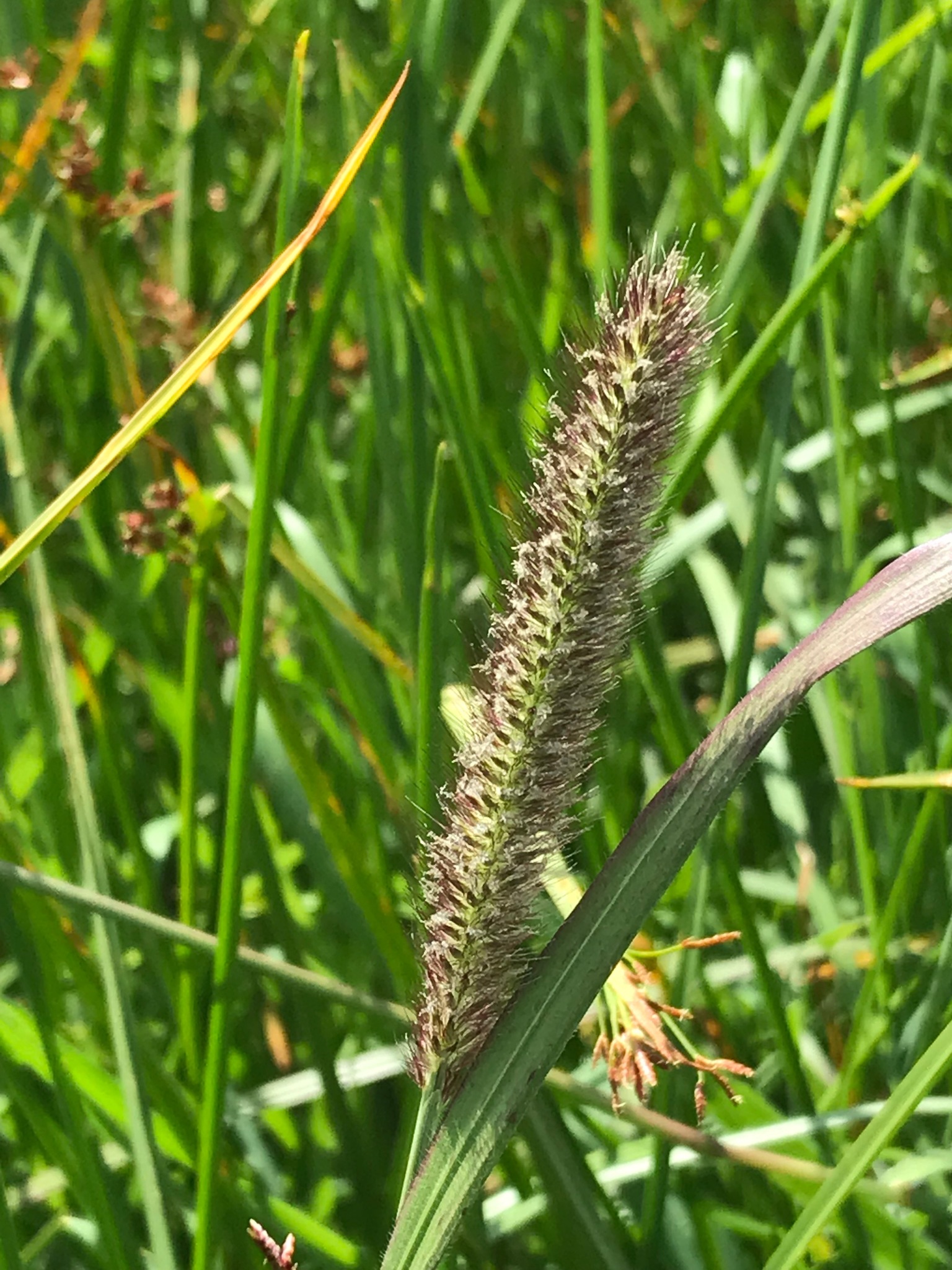 (c) David Hoare, certains droits réservés (CC BY-NC) https://www.inaturalist.org/observations/21173247