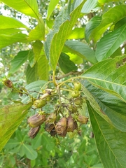 Bremeria pervillei