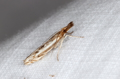Anaclastis apicistrigellus