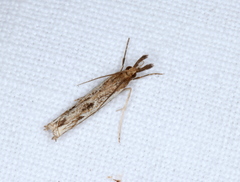 Anaclastis apicistrigellus