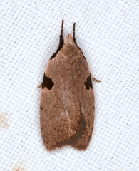 Zonopetala quadripustulella