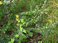 Cotoneaster simonsii