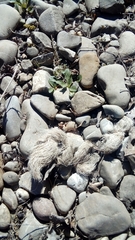 Canis lupus italicus